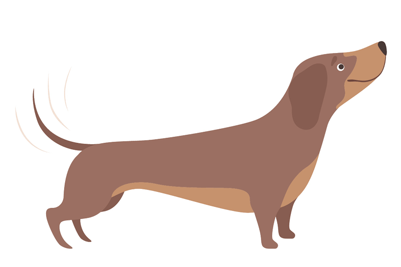 dachshund-wag-graphic